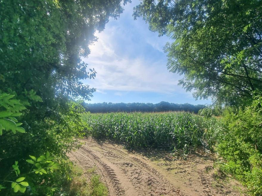 Helderse Bossen Overloon photo by Tess Gielen 19 august 2025